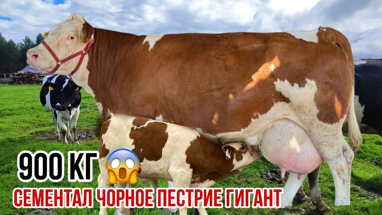 Ана ин Гигант Сементал 😱 12 сентября 2025 г.