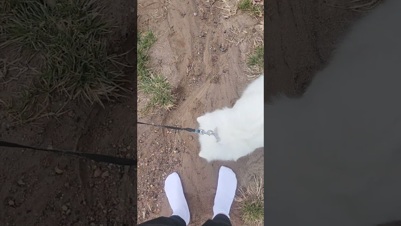 Brand new addidas socks in mud