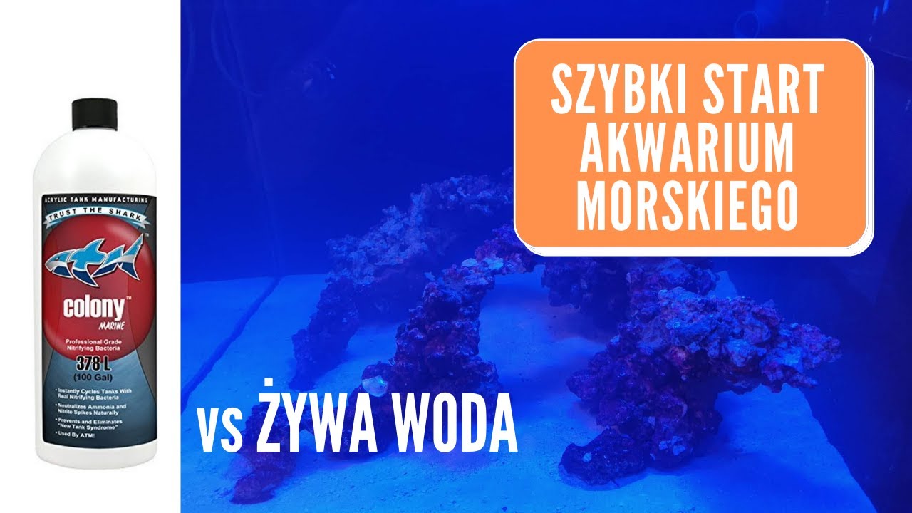 Szybki start akwarium morskiego! ATM Colony czy 