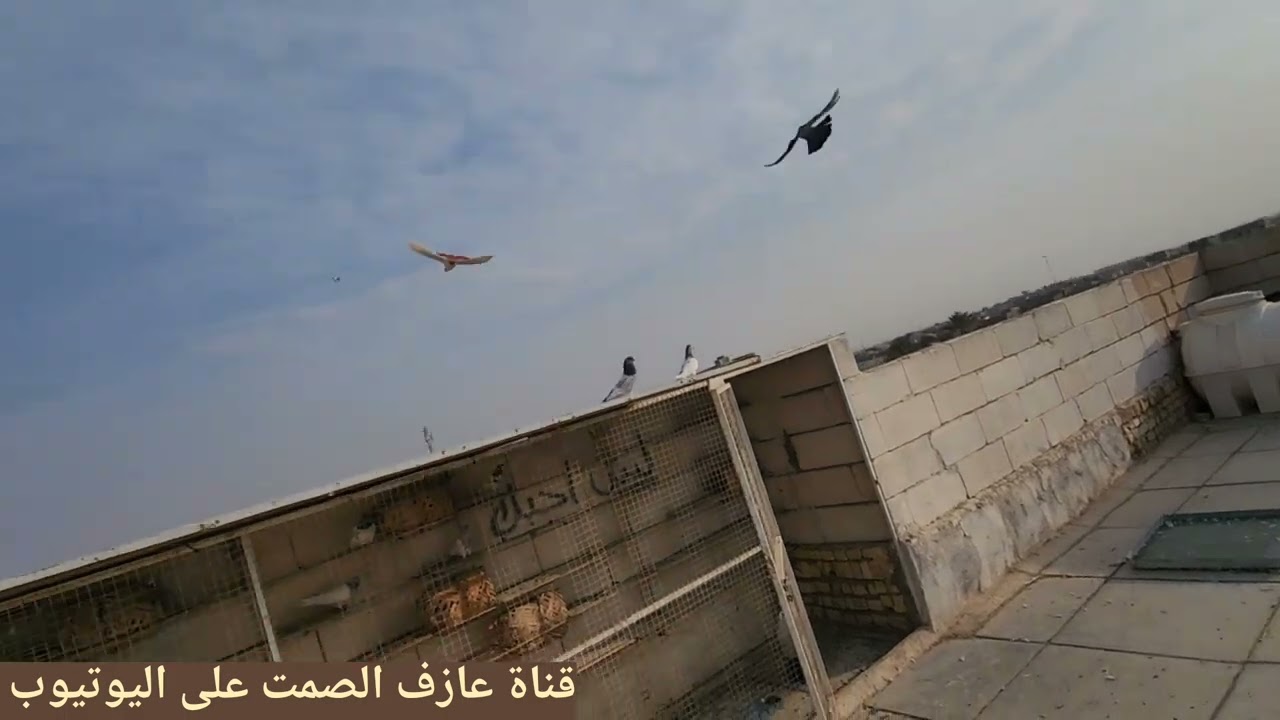 صيد زوج 💪وتخريج ومطيار وغربة وكل شي وكلاشي 😁
