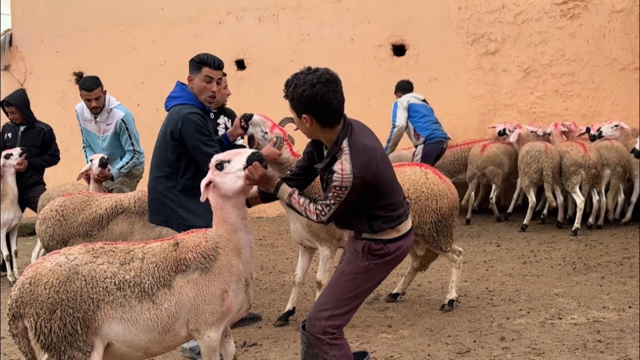 تاجر الأغنام رشيد گيسر يقدم أحسن النعاج الصردية و باحسن ثمن