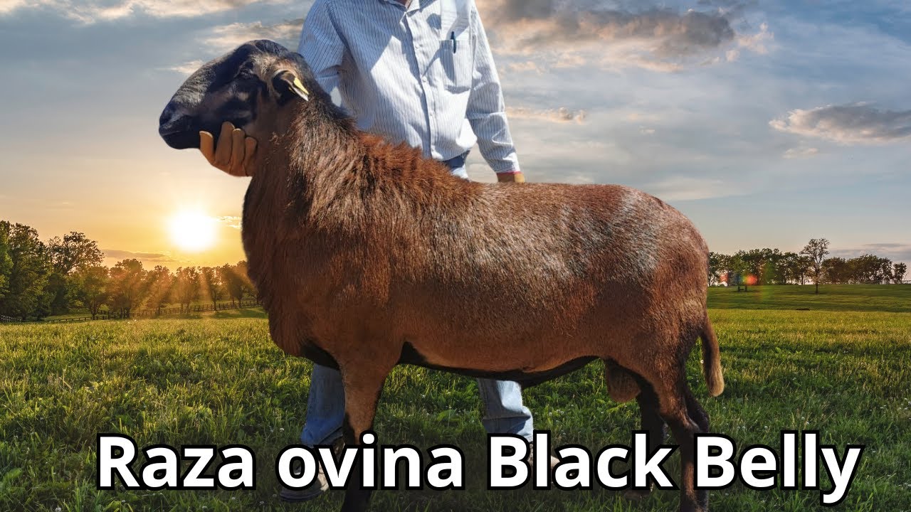 Raza ovina Blackbelly o Barriga Negra: Las ovejas más resistente para el trópico y climas áridos