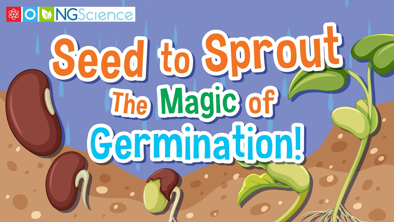 Seed to Sprout &ndash; The Magic of Germination!