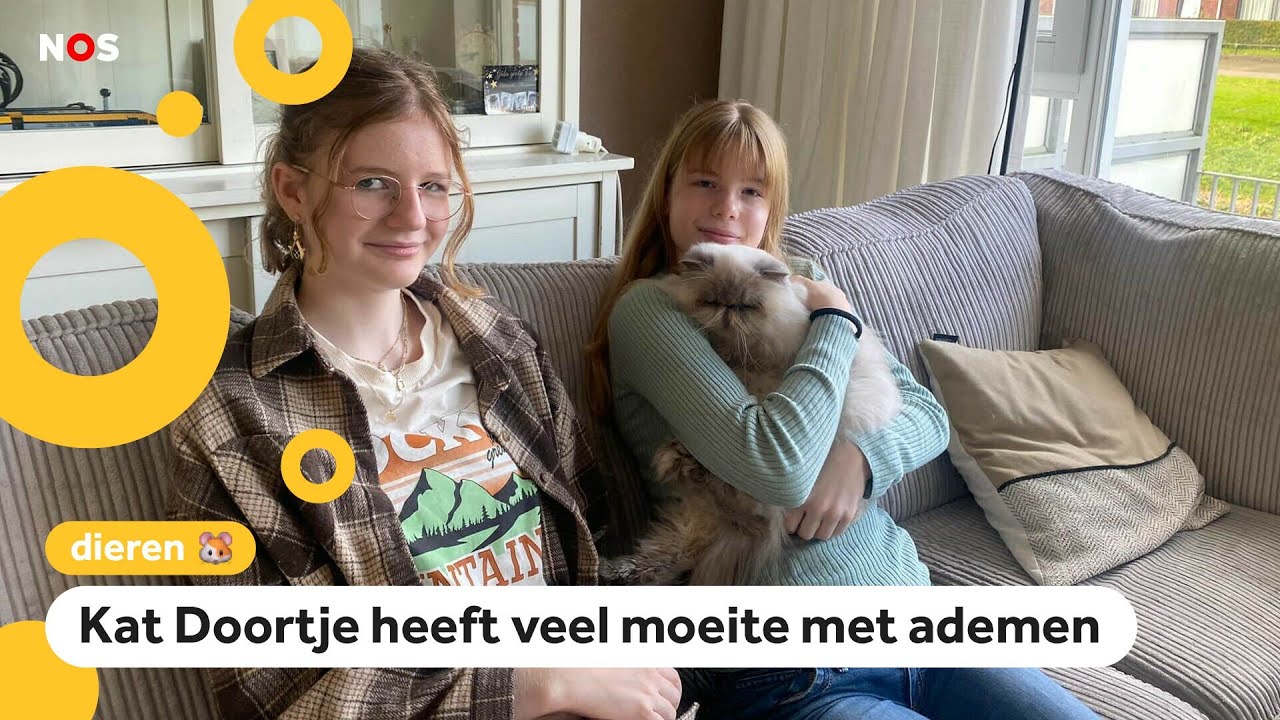 Dierenartsen waarschuwen: 'Koop geen kat met korte snuit'