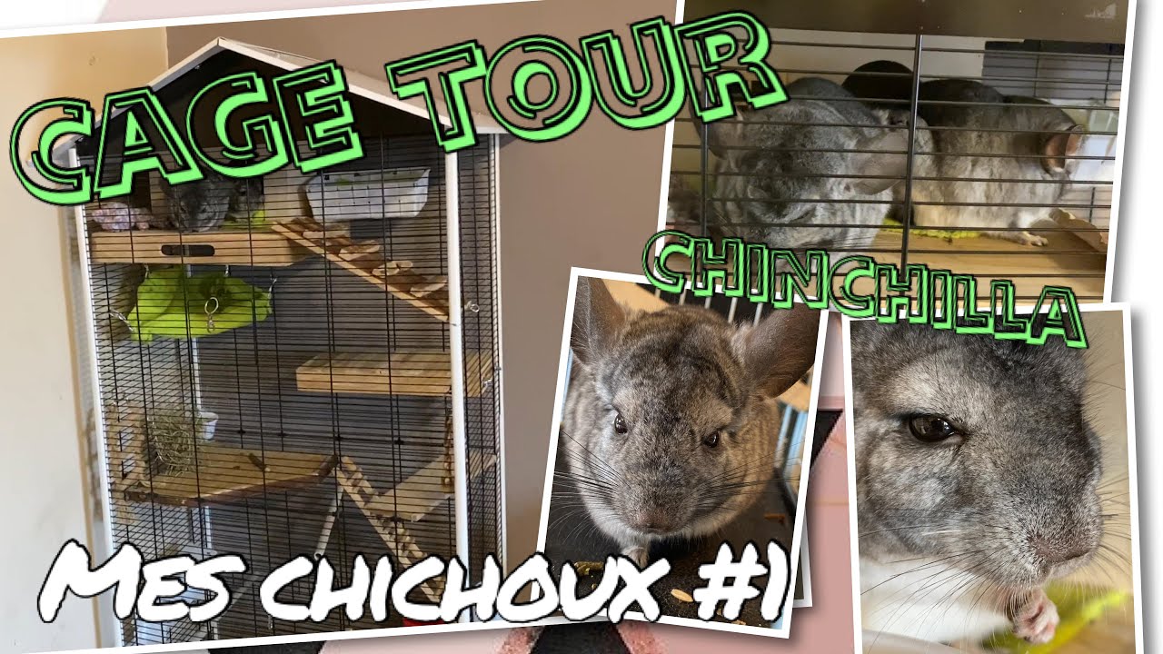 CAGE tour CHINCHILLA | Mes chichoux #1