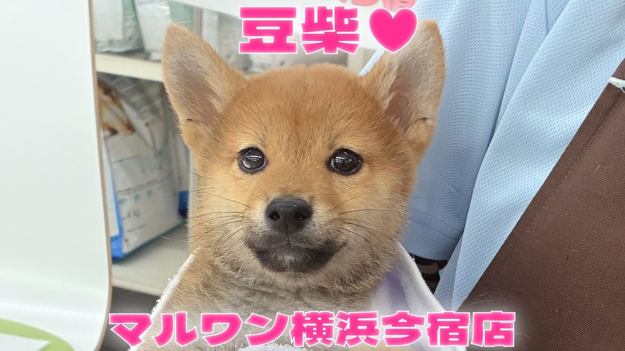 【豆柴】されるがままの表情豊かな温厚な男の子♥最新動画を大公開！
