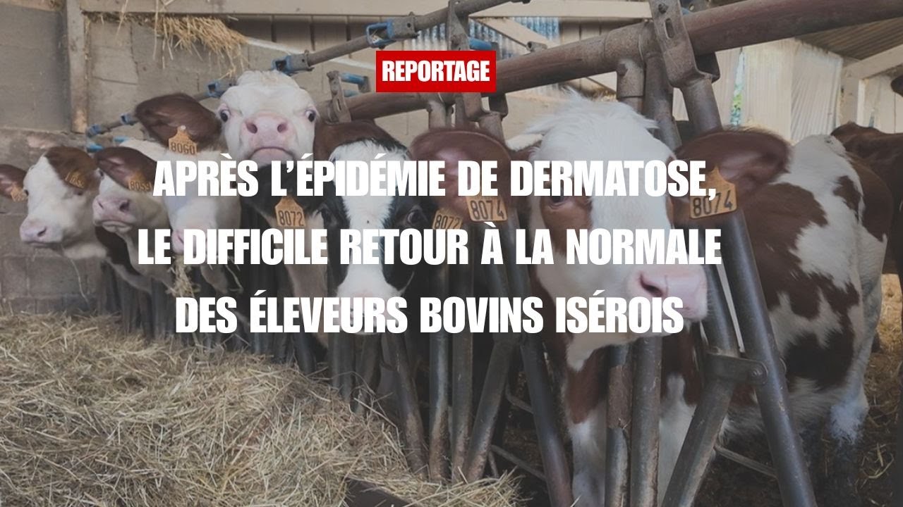 Après l'épidémie de DNC, le difficile retour à la normale des éleveurs isérois