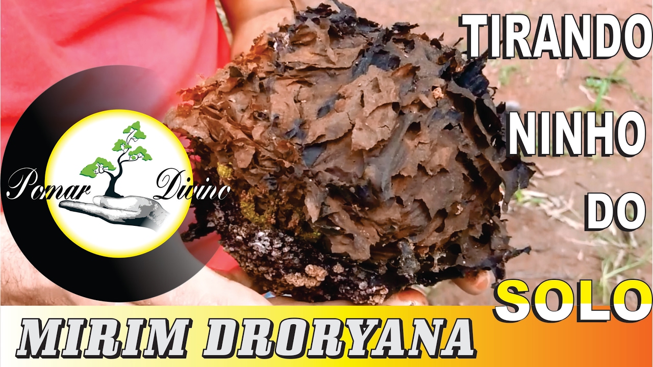 Tirando ninho de abelhas do solo (Mirim Droryana)