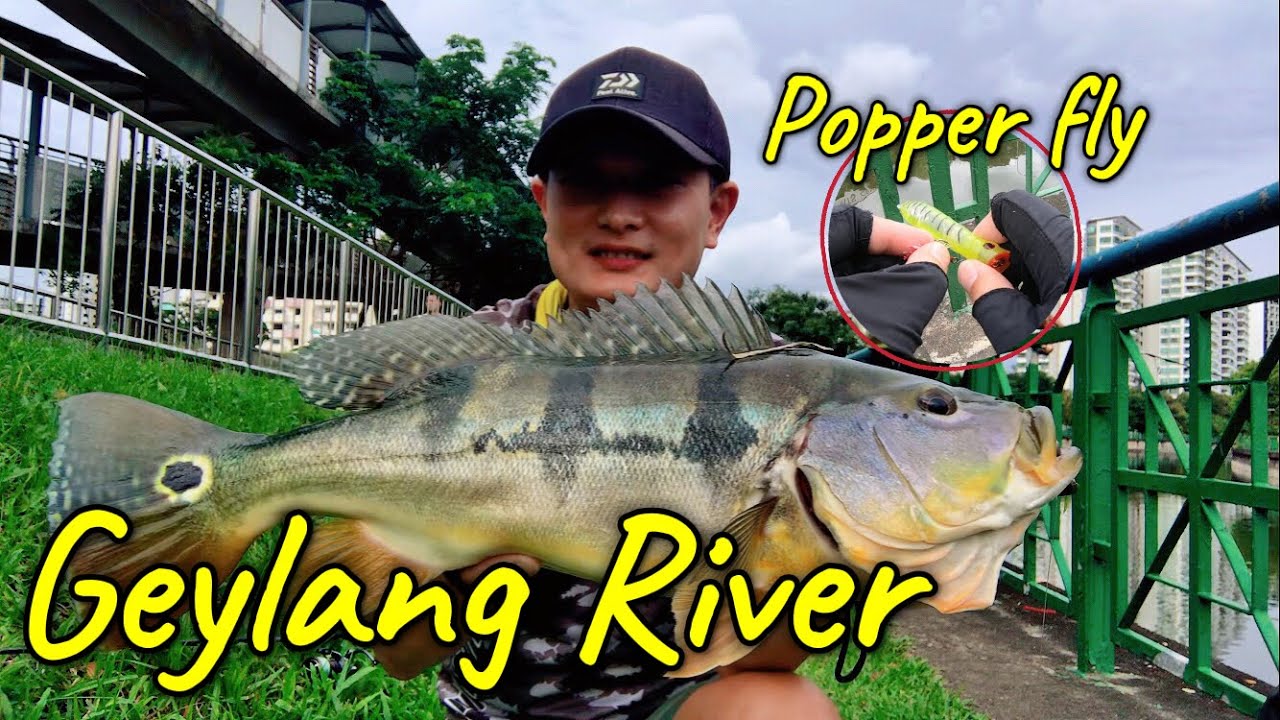 Geylang River Longkang Fishing | Popper fly | 芽笼沟渠钓鱼， 孔雀鲈杀手之波霸毛钩，落吃落吃感觉真爽！#钓鱼 #fishing #pancing