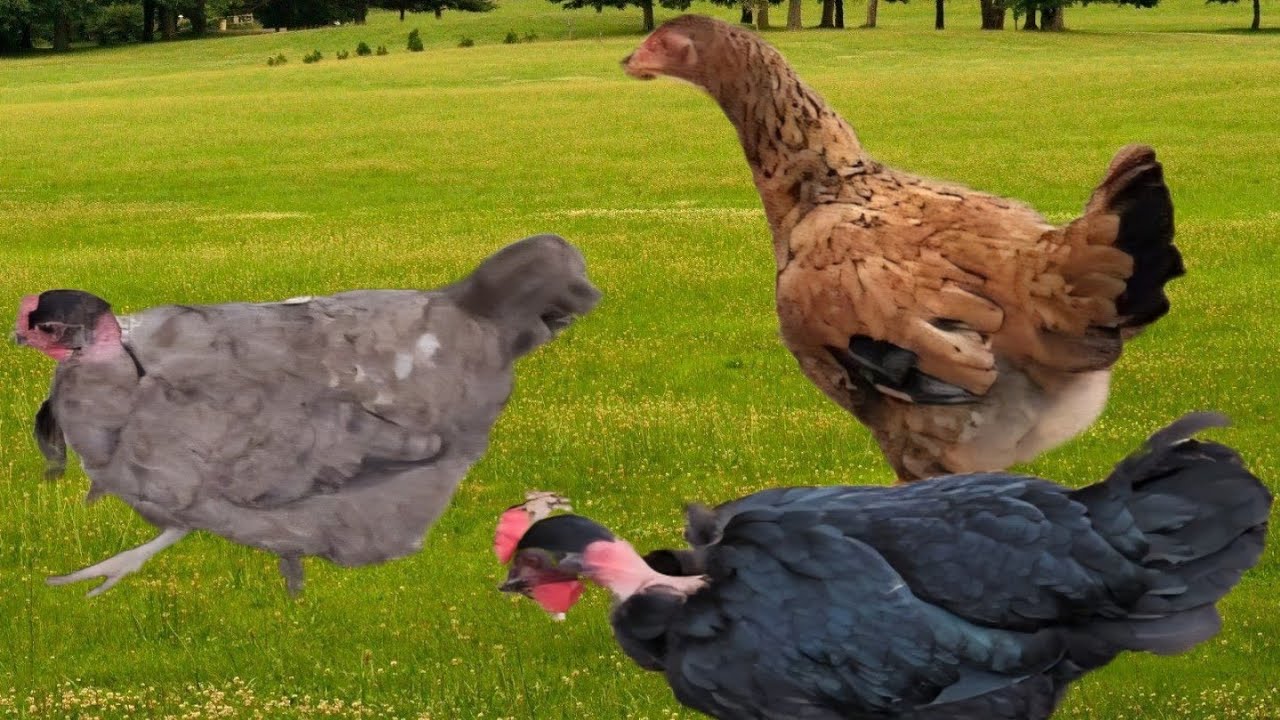 Come clean our chickens home with us!