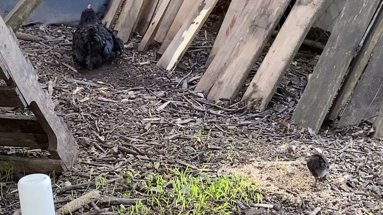 Baby chicks 9/28/25