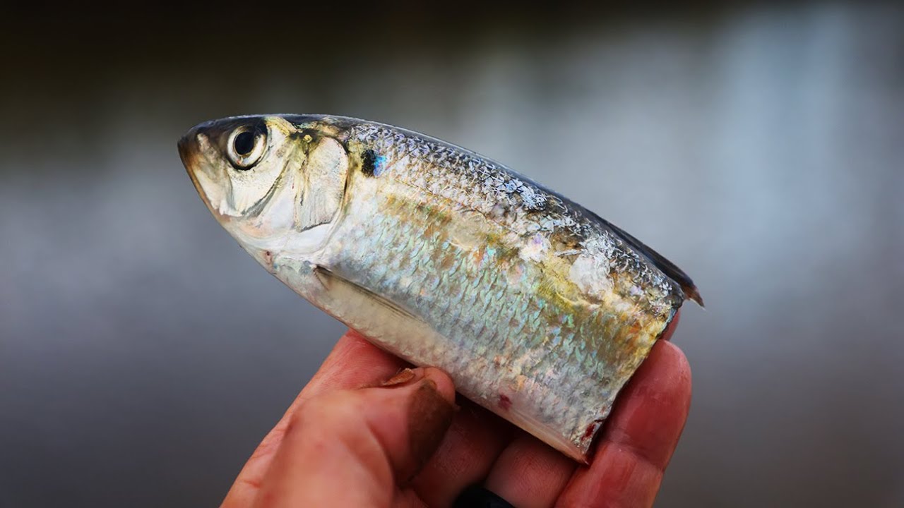 Trying a New Catfish Bait