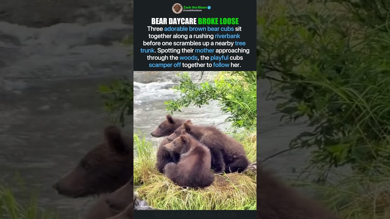CUB LOGIC WAS CORRECT