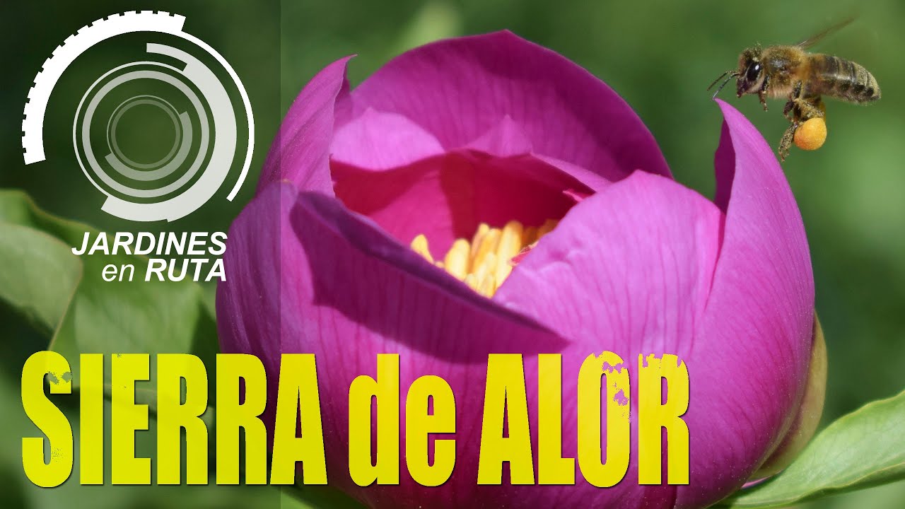 Viajo en busca de la ROSA de ALEJANDRÍA [JARDINES en RUTA #09]