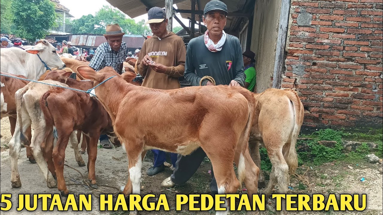 5JUTAAN ‼️HARGA PEDETAN TERBARU DIPASAR SAPI TERBESAR DIJAWA TENGAH