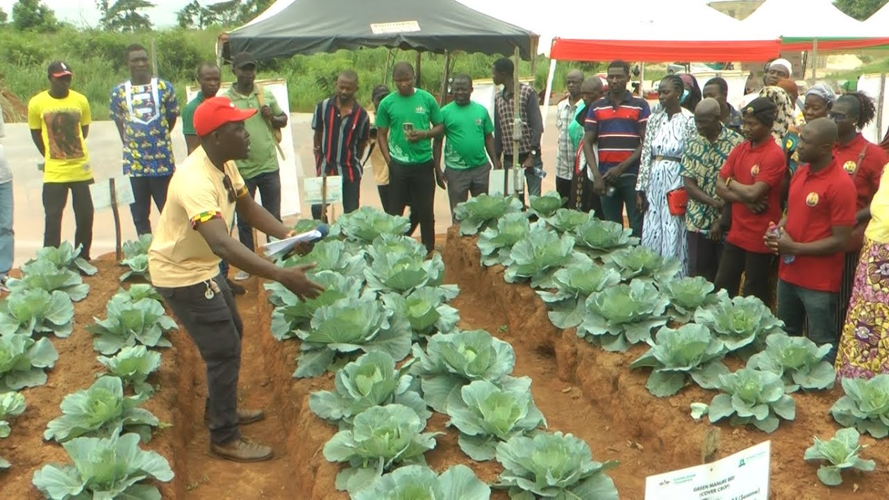 East-West Seed Knowledge Transfer opens Duayaw Nkwanta site, trains 10k+ farmers, improved seeds etc