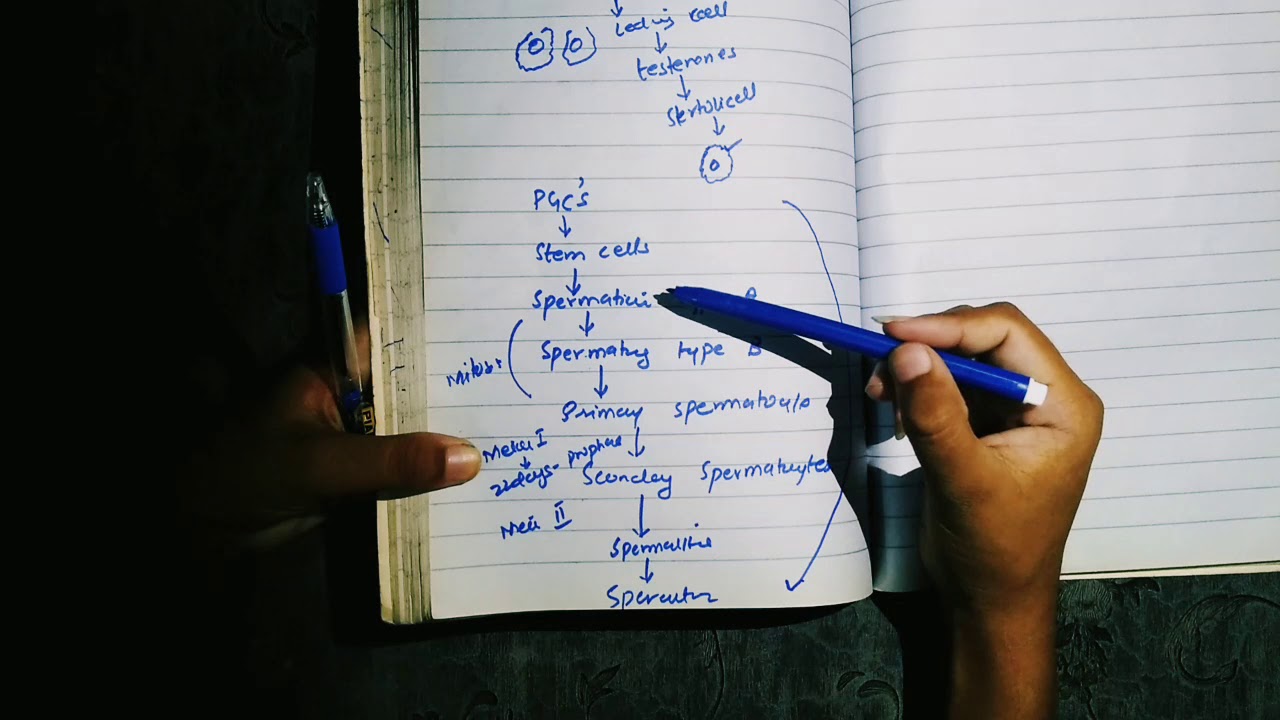 Gametogenesis  , Spermatogenesis