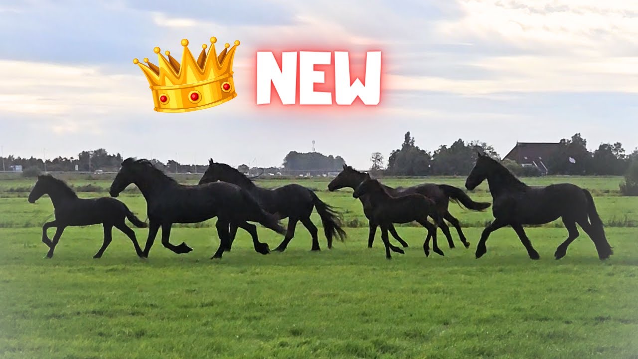 This is new!! The herd likes it | It has rained a lot | Friesian Horses