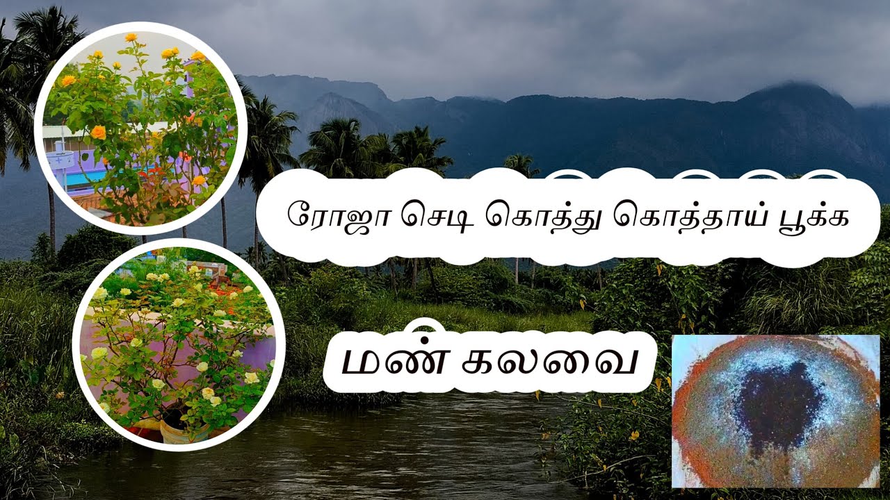 ரோஜா செடிக்கு தரமான மண் கலவை #rose #rosegarden Holistic Wellness 
