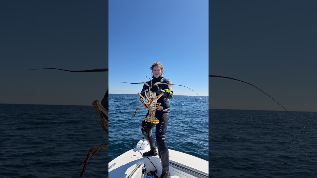 Biggest Lobster of my LIFE!!! LOW VIS