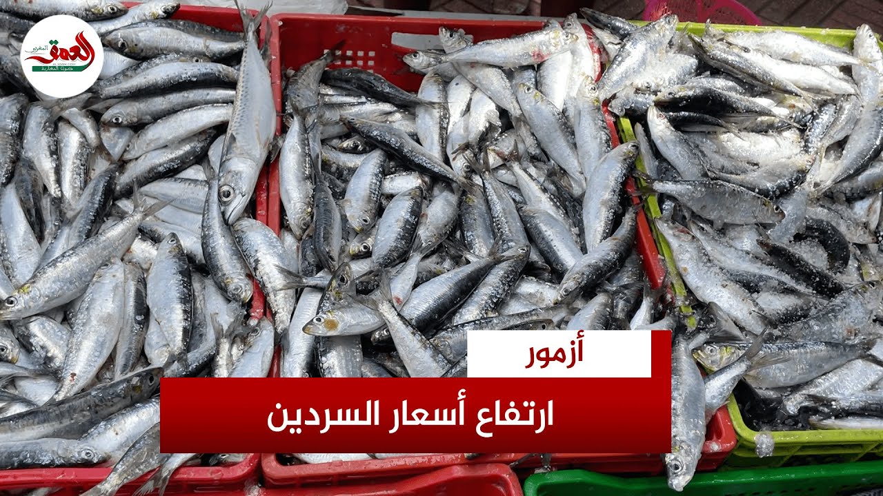سعر "سمك الفقراء" يتجاوز 25 درهما بأزمور .. الغلاء يحرج البائعين ويلهب جيوب المواطنين