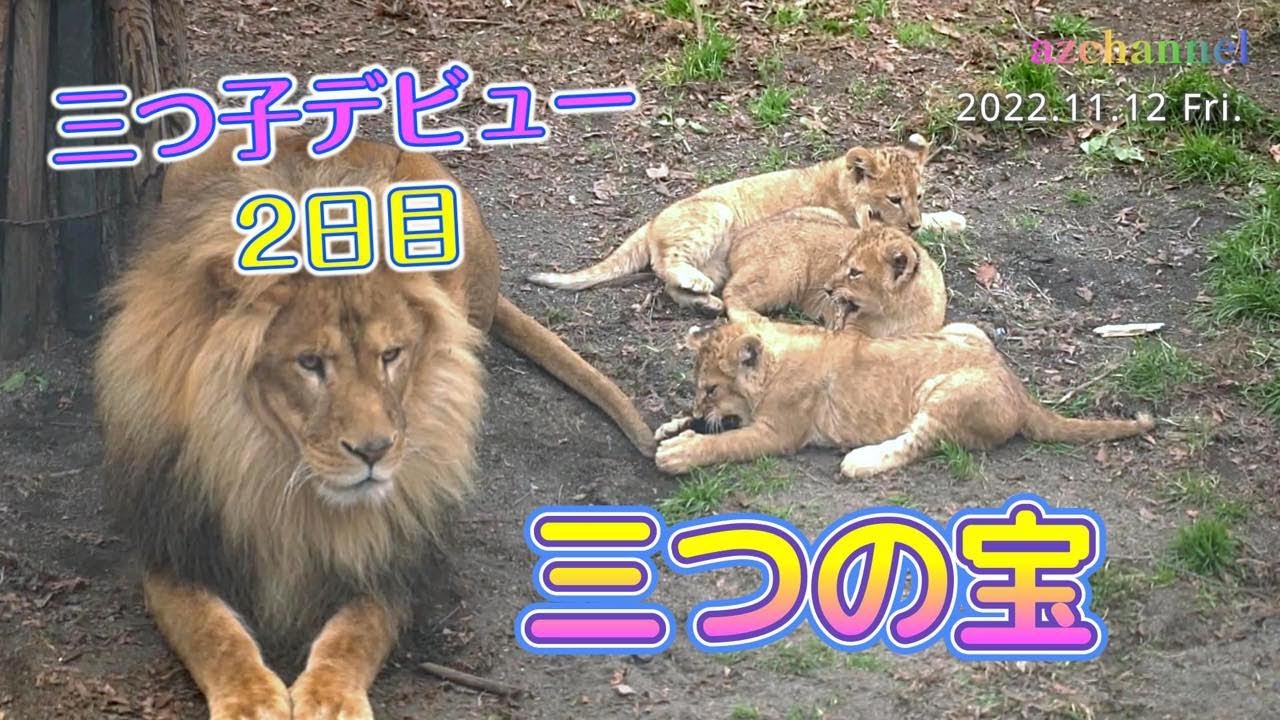 【ライオン親子公開2日目続編】再編集：オリト＆イオの三つの宝 Three treasures of Orito and Io.