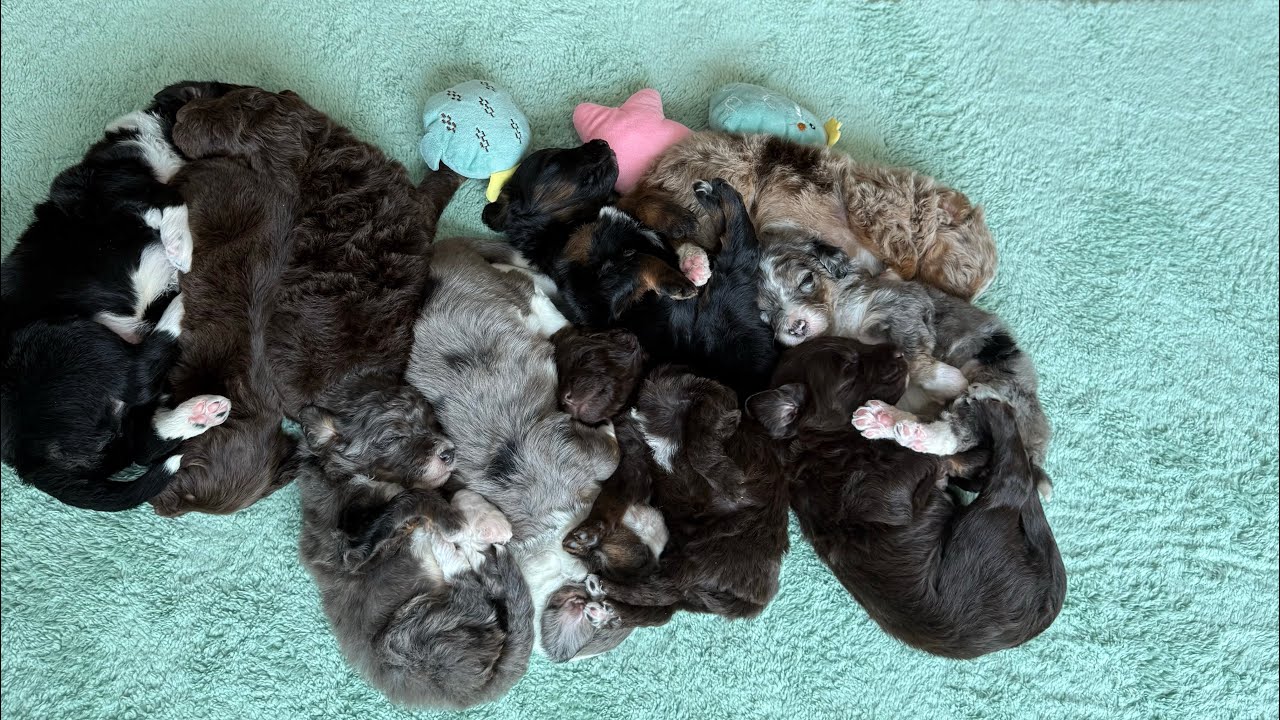 Charlee’s Standard Bernedoodles: celebrating 3 weeks ♥️ 