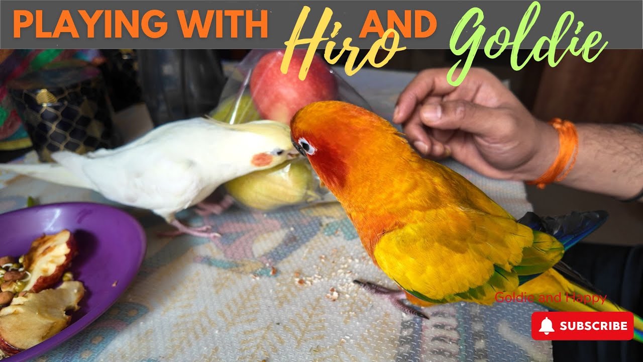 Playtime With Hiro & Goldie 🦜💛 | Fun Sun Conure Moments!