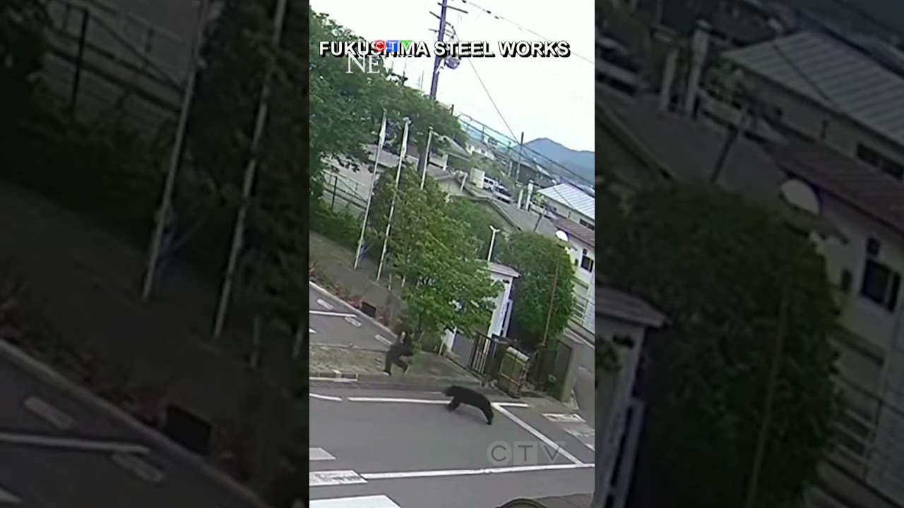 На видео попал момент нападения медведя на прохожего в Японии