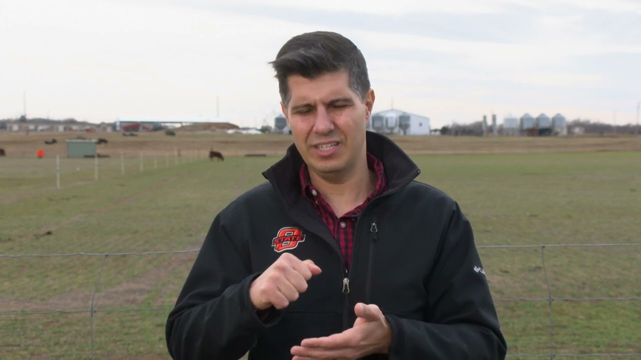 Oats for Grazing?