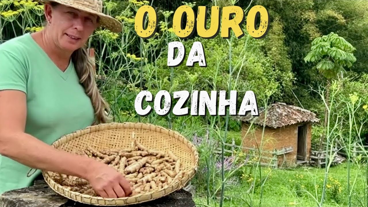 NO RITMO DA CHUVA - SAÚDE QUE A TERRA OFERECE EM COR E SABOR -  AÇAFRÃO DA TERRA 