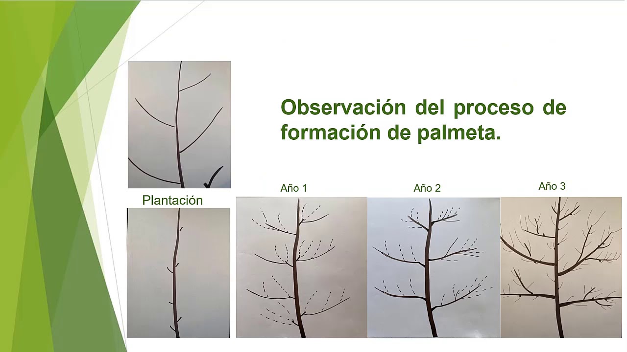 Clase 3. Unidad 4: Sistemas de poda y tipos de conducción (part