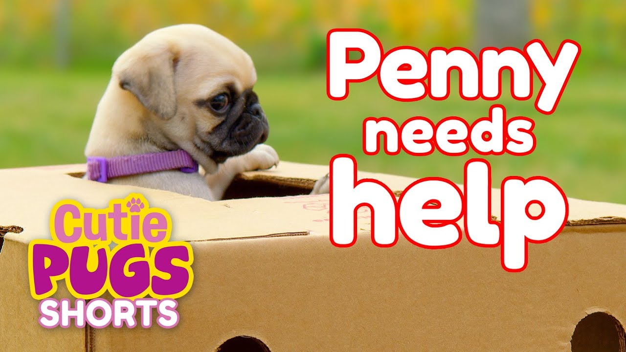 Penny Needs Help😭 | Cutie Pugs🐶 | Animals for Kids🐾