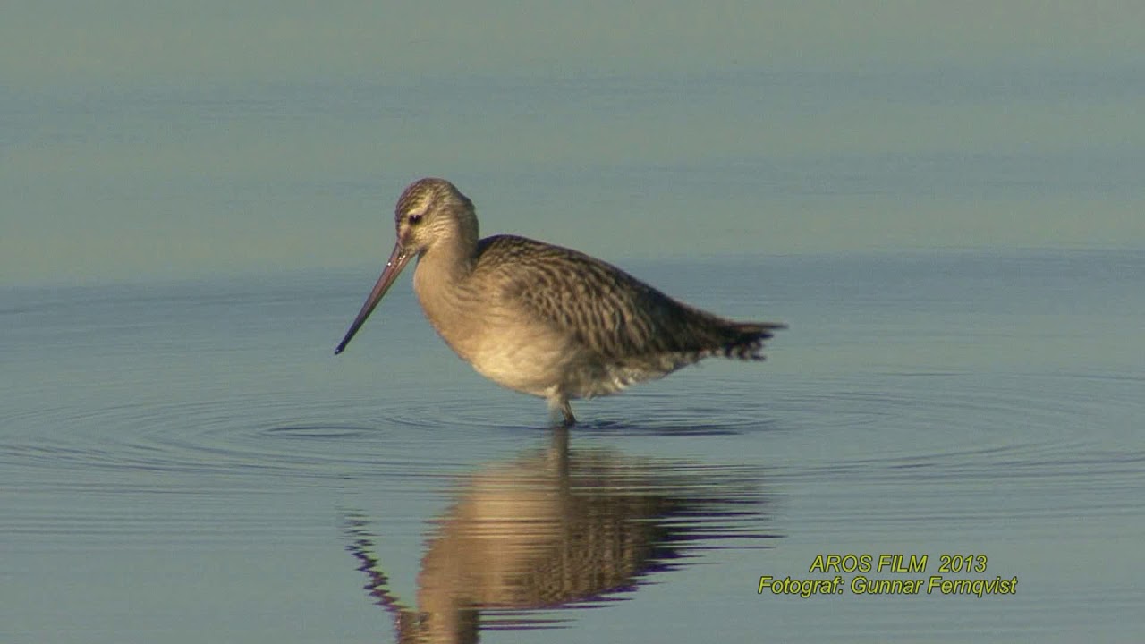 MYRSPOV  Bar-tailed Godwit  (Limosa lapponica)  Klipp - 2177