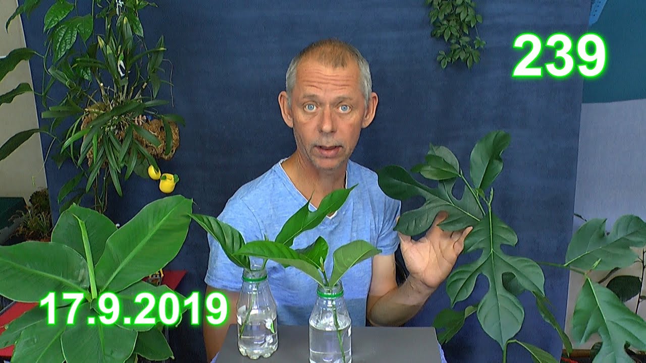 Im Reich der Pflanzen wie es weiter geht mit Eukalyptus Kokosnuss Jackfrucht Kapok und Buddha