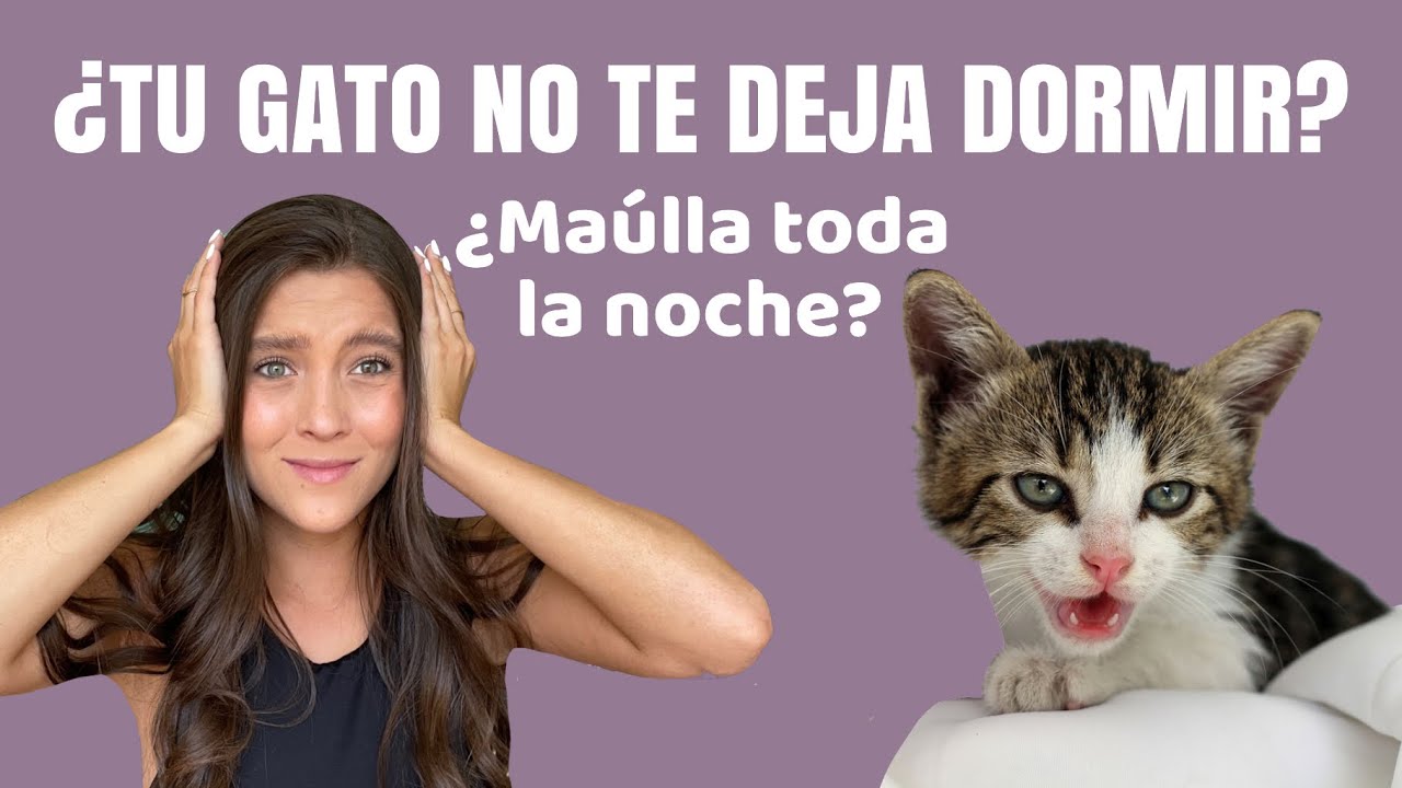 MI GATO NO ME DEJA DORMIR | Cómo solucionarlo - Lauvet