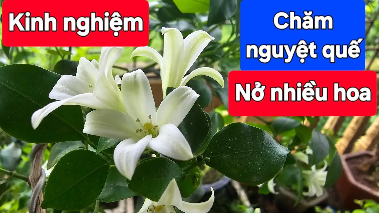 Kinh nghiệm chăm cây nguyệt quế nở nhiều hoa