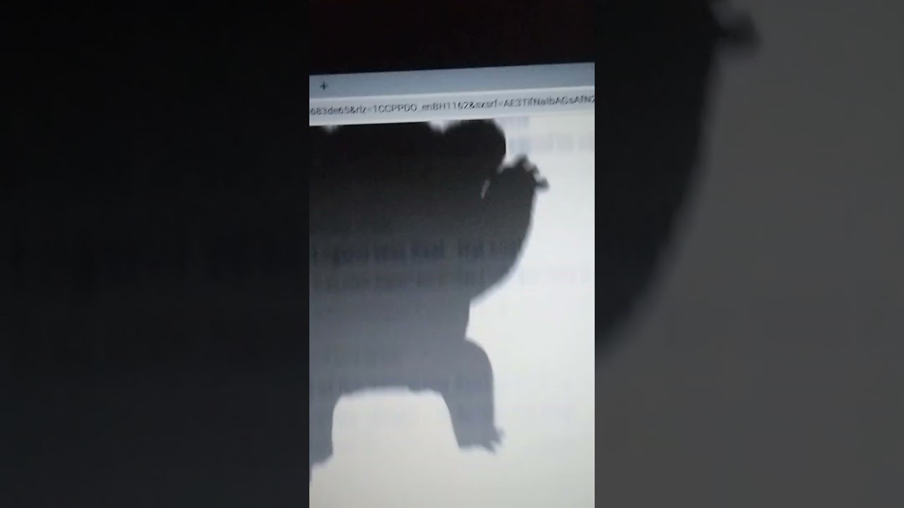drop bear 🐻 #short video #Google video