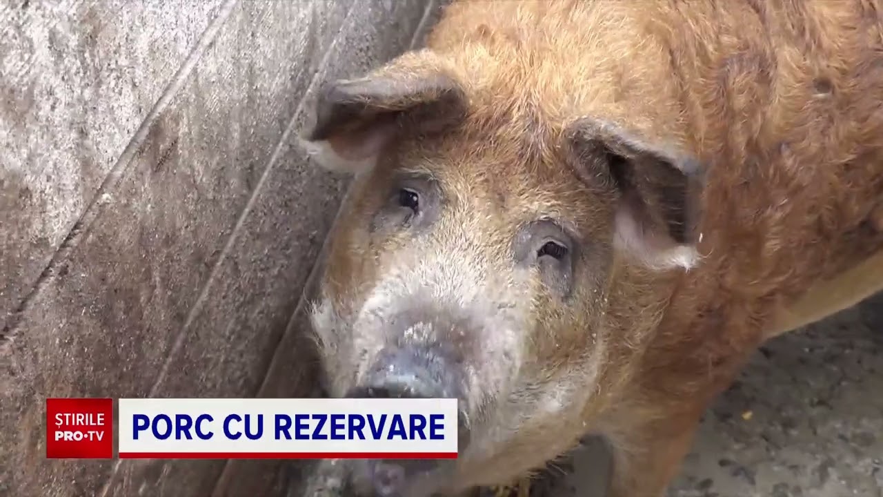 Criza porcilor de Crăciun. Clienții trebuie să-și facă rezervări &icirc;ncă din primăvară