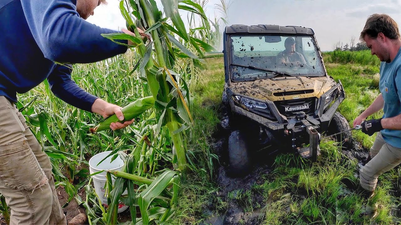 Sweet Corn Harvest and very Stuck UTV