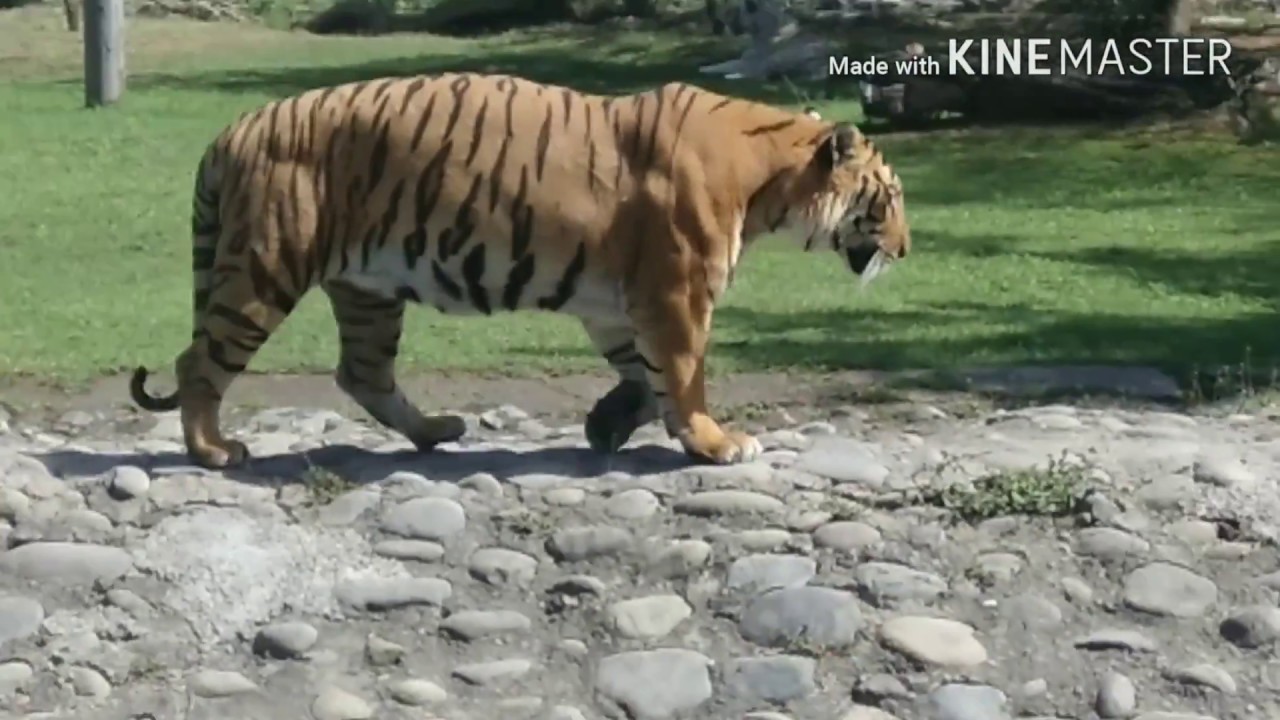 CHHATBIR ZOO, NEAR CHANDIGARH// चिड़िया घर- चंडीगढ़