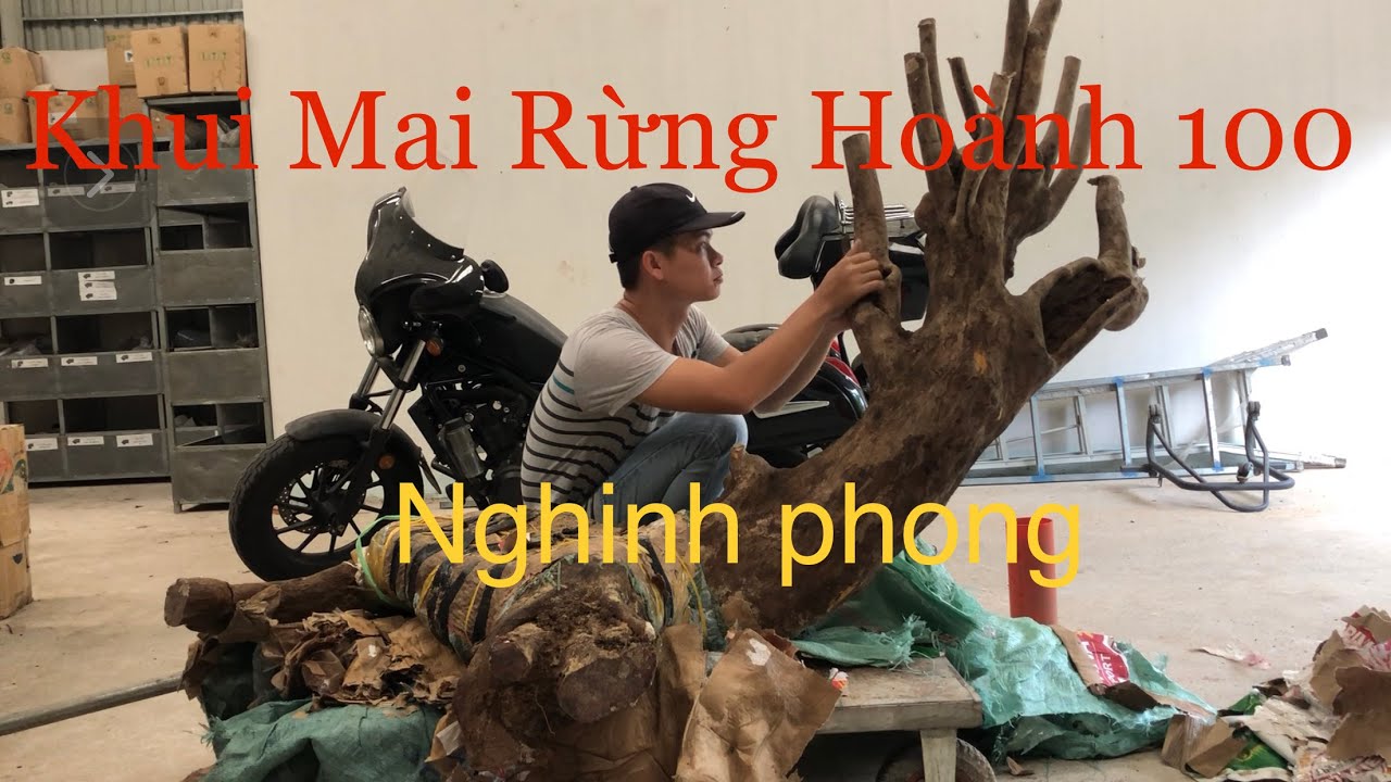 Khui cây mai rừng  khủng h100 dáng Nghinh Phong