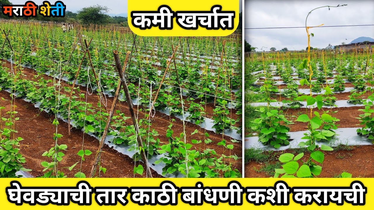 घेवड्याची तार काठी बांधणी || ghevda wire bulid constructure || #मराठीशेती