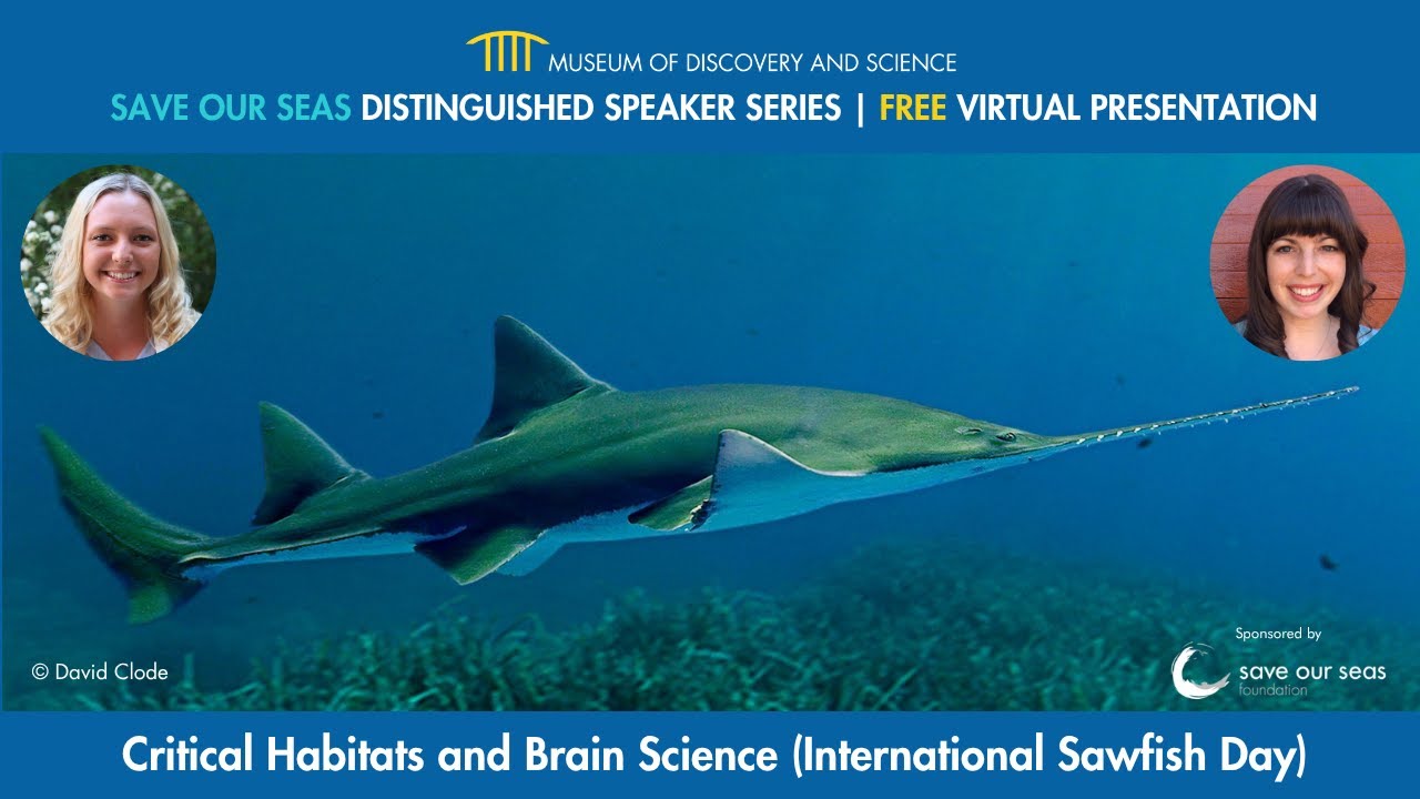 Save Our Seas Distinguished Speaker Series: Critical Habitats and Brain Science in Sawfish