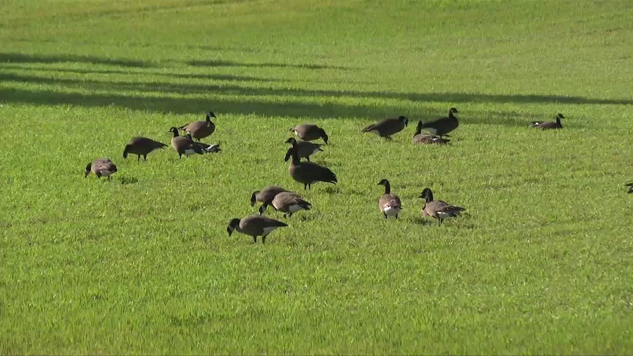 Farmers urge CRD to step up as non-migratory geese damage crops