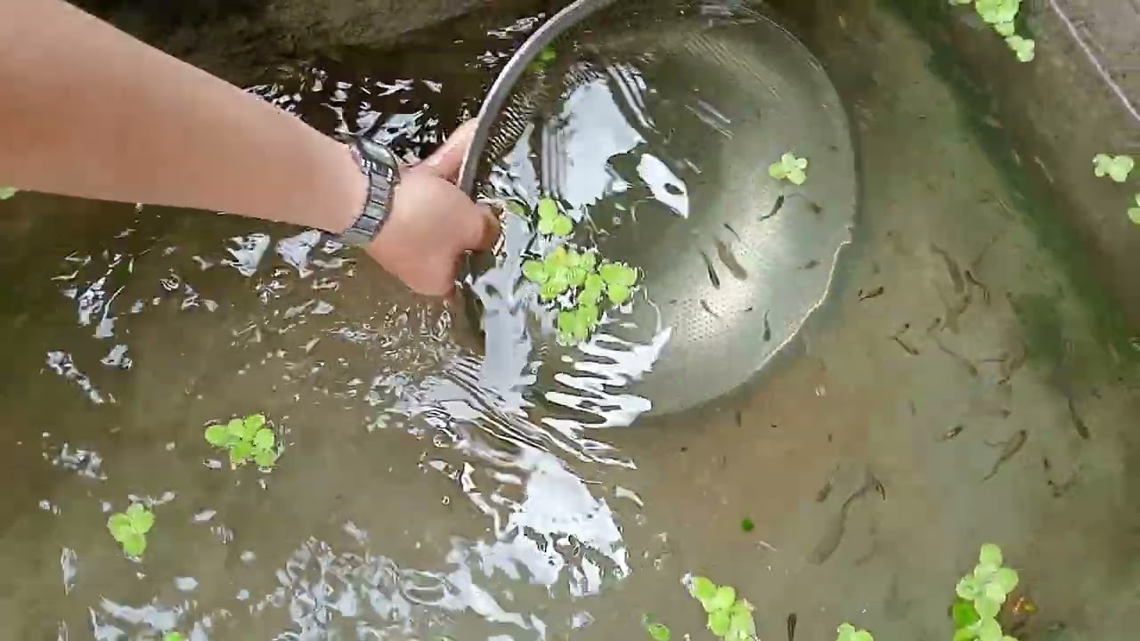 Chủ nhật về ngoại ngắm bảy màu 🐟🐟