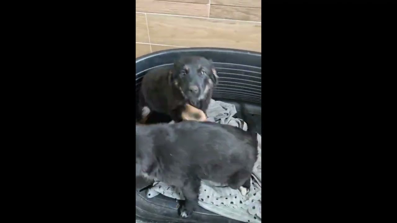 Unsere süße💕Liesel💕 sucht ihre Menschen🐾💕