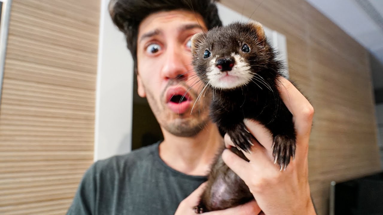 ADOPTO  UNA MASCOTA EXOTICA !