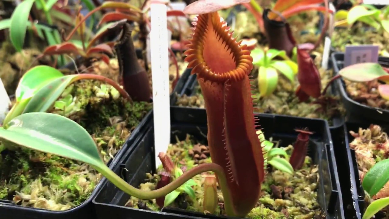 GREENHOUSE CARNIVOROUS PLANT TOUR: NEPENTHES CEPHALOTUS AND MORE 1080p