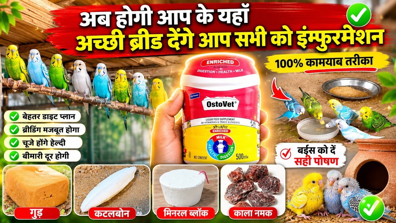 अच्छी ब्रेड करवाने के लिए हमें क्या करना है देखें इस वीडियो में🦜Multi Calcium👍Lucknow Video Budgies
